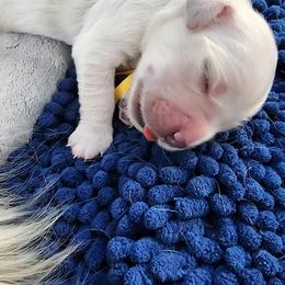 Miss Yellow - Light golden female Golden Retriever puppy in Phoenix, Maryland from Tamarind Goldens