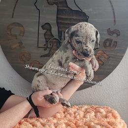 Orange Collar - Merle male Great Dane puppy in Alton, Illinois from Show Me Great Danes and Basset Hounds