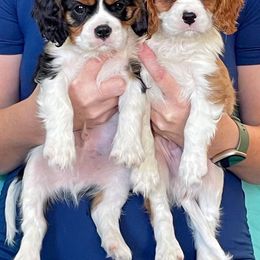 Cavalier King Charles Spaniel Puppies from Wasteland Cavaliers