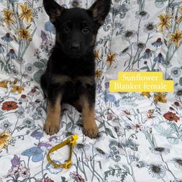 Sunflower - Black and red female German Shepherd puppy in New Cambria, Missouri from Des Hausraben Shepherds