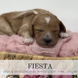 Fiesta - light pink collar - Apricot female Goldendoodle puppy in Watertown, New York from True Friend Doodles