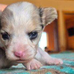 Cinch - Blue merle and white male American Corgi puppy in Checotah, Oklahoma from Skoal Creek Corgi's