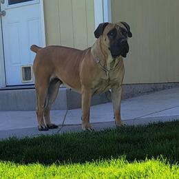Nelli - Boerboel