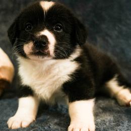 Chungis - Black and white male American Corgi puppy in Los Angeles, California from Cal Beach Corgis