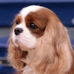 Sawyer - Cavalier King Charles Spaniel