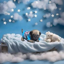 Pug Puppies from Precious Paws