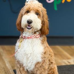 Summer - Goldendoodle