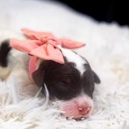 Almond Joy - Brown and white female Bernedoodle puppy in Richmond, Texas from Harper’s Heartbeats
