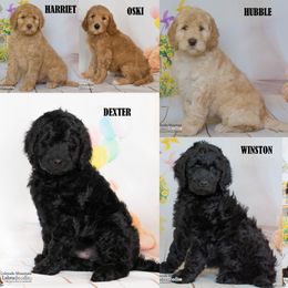 Australian Labradoodle Puppies from Colorado Mountain Labradoodles
