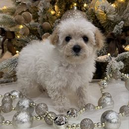 Luke - Cream male Poodle puppy in West Plains, Missouri from Suncreek Puppies