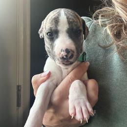 Boy 5 - Fawn brindle male Whippet puppy in Corry, Pennsylvania from Sara's Whippets