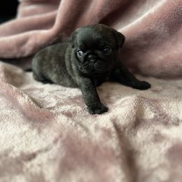 Willow - Brindle female Pug puppy in Bethel, Ohio from House of Briggs Pugs
