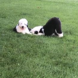 Old English Sheepdog Puppies from Bumblebears Old English Sheepdogs