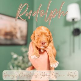 Rudolph - Red male Cavapoo puppy in Colcord, Oklahoma from Copper Lane Aussies, Doodles & Cavapoos