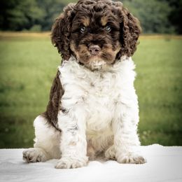 Springerdoodle Puppies from Evalina Miller's Spaniels