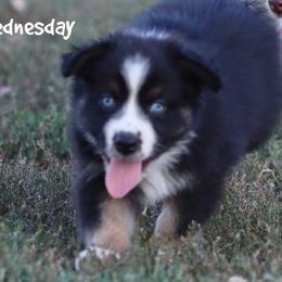 Wednesday - Black tri male Miniature Australian Shepherd puppy in Garden Plain, Kansas from Krazy K Aussies