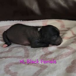 Black Female - Black female Chinese Crested puppy in Amarillo, Texas from Lone Star Chinese Cresteds by Kim