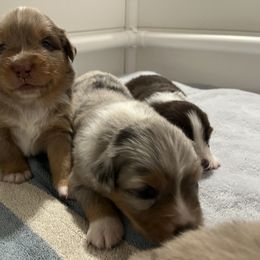 Australian Shepherd Puppies from Dream E River Ranch