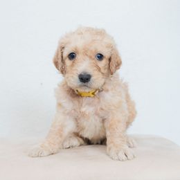 Odette - Cream female Goldendoodle puppy in Tucson, Arizona from Ever After Doodles Arizona