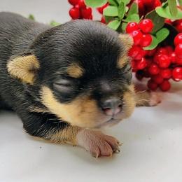 Baby boy 1 - Black and tan male Chihuahua puppy in Weatherford, Texas from Small and Mighty Chihuahuas