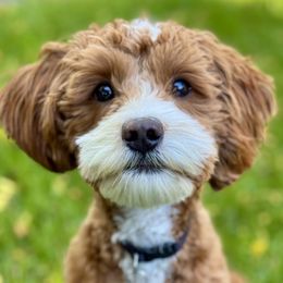 Apollo - Goldendoodle