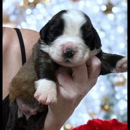 Red collar - Mahogany and white male Saint Bernard puppy in New Philadelphia, Ohio from Fletchers Saints