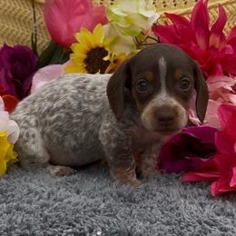 Nemo - Piebald male Dachshund puppy in Desloge, Missouri from Snows Doxies