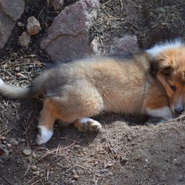 Escalante - Sable and white Old Time Scotch Collie puppy in Conifer, Colorado from Secret Spring Ranch