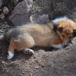 Escalante - Sable and white Old Time Scotch Collie puppy in Conifer, Colorado from Secret Spring Ranch