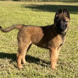 Black Collar - Fawn female Belgian Malinois puppy in Cameron, North Carolina from Wildheart Belgian Malinois