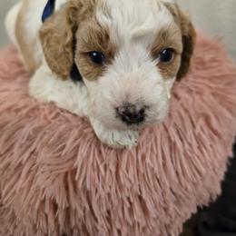 Philip - Blenheim male Cavapoo puppy in Truckee, California from Heavenly Goldendoodles