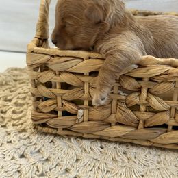 Birch - White and tan male Morkie puppy in Mesa, Arizona from Floralie Doodles