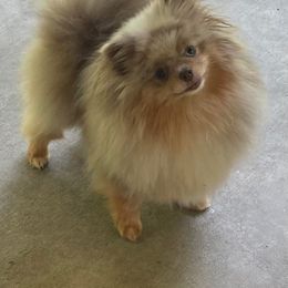 Gypsy - Pomeranian