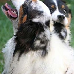 Australian Shepherds from RaineDance Aussies
