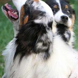 Australian Shepherds from RaineDance Aussies