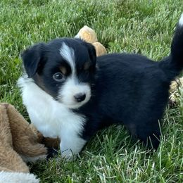 Miniature Australian Shepherd Puppies from Yaw's Mini Aussies