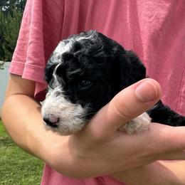 Maple - female Australian Mountain Doodle puppy in Sherrills Ford, North Carolina from Magnolia Grove Farms