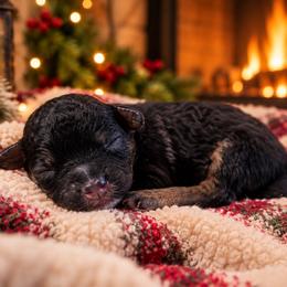Poppy - Sable female Cavapoo puppy in Ville Platte, Louisiana from The Barkery