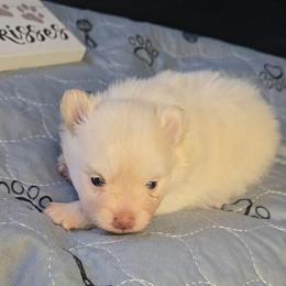 Creampuff - Cream male Pomeranian puppy in Newport News, Virginia from Itty Bitty Poms