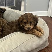 Cavachons and Poodles from Bliss Lane Pups