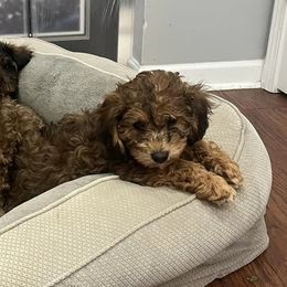 Cavachons and Poodles from Bliss Lane Pups