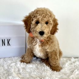 Boy 3 - Cream Goldendoodle puppy in Draper, Utah from CNC's Darling Doodles
