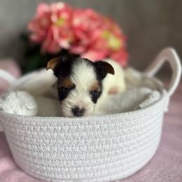 Giselle - Black tan and white female Biewer Terrier puppy in Crossville, Tennessee from Little Bear Creek Biewers