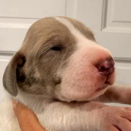 Guinness - Fawn male Great Dane puppy in Florida from Beachside Kennels
