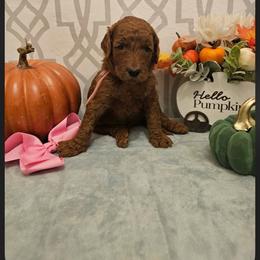 Pink female - Red  female Goldendoodle puppy in Haughton, Louisiana from Bailey’s Cajun Canines