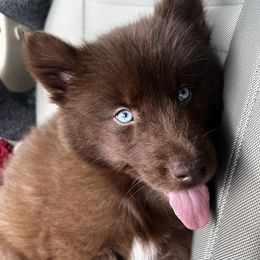 German Shepherd and Siberian Husky Puppies from Rose Trail Siberian’s