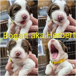 Humphrey Bogart - Parti male Goldendoodle puppy in Springtown, Texas from Country Pups Doodles