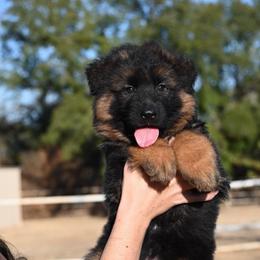 Carl - Black and red male German Shepherd puppy in Azle, Texas from Nuckols-Alsup Canines German Shepherds