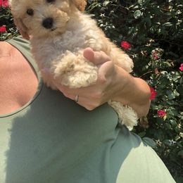 Poodle Puppies from Upper Echelon