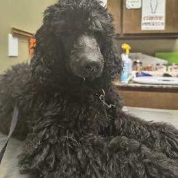 Socialized full house trained rockstar perfect temperament larger standard poodle Windy - Black female Poodle puppy in Huntsville, Alabama from Pandora